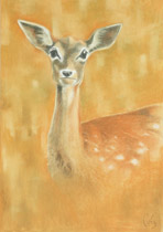 2005 - 100x70cm - Pastel